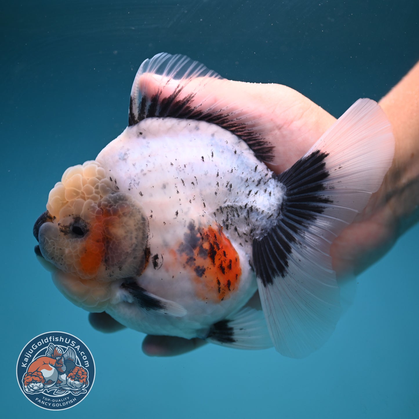 Jumbo Shogun Rose Tail Calico Oranda 5 inch Body (250822_OR21)