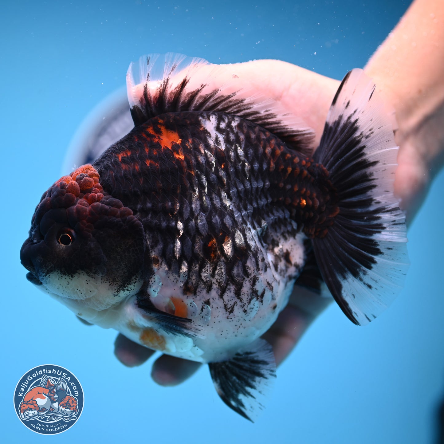 Jumbo Shogun Godzilla Oranda 6 inches - Female (241122_OR21) - Kaiju Goldfish USA