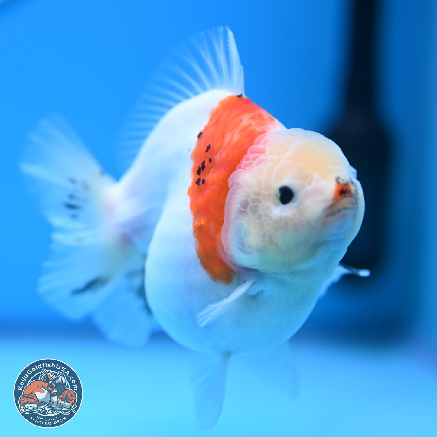 Tricolor Sakura YuanBao Oranda 4.5 inches (241018_OR21) - Kaiju Goldfish USA