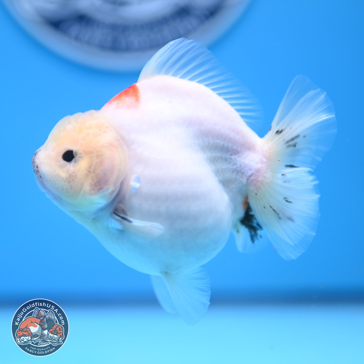Tricolor Sakura YuanBao Oranda 4.5 inches (241018_OR21) - Kaiju Goldfish USA