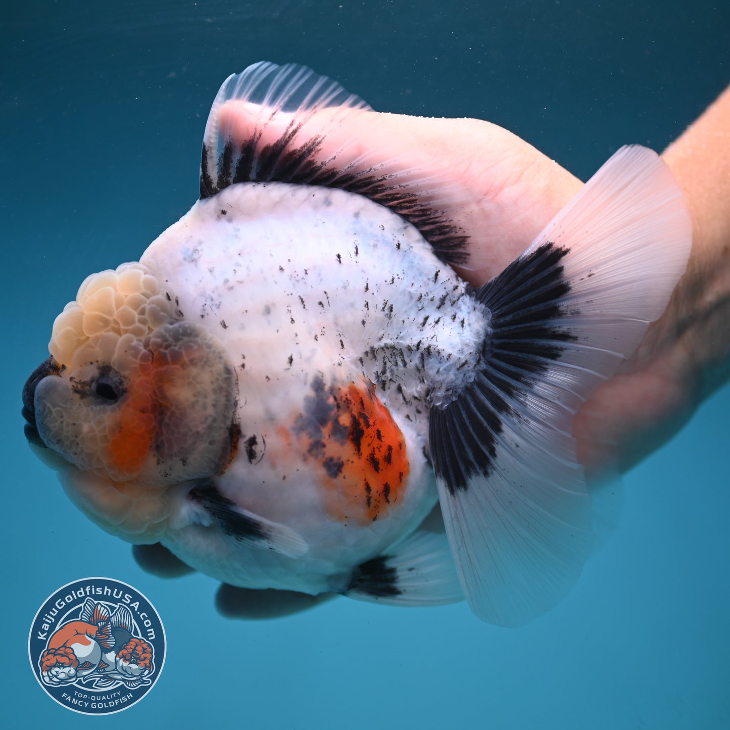 Jumbo Shogun Rose Tail Calico Oranda 5 inch Body (250822_OR21)