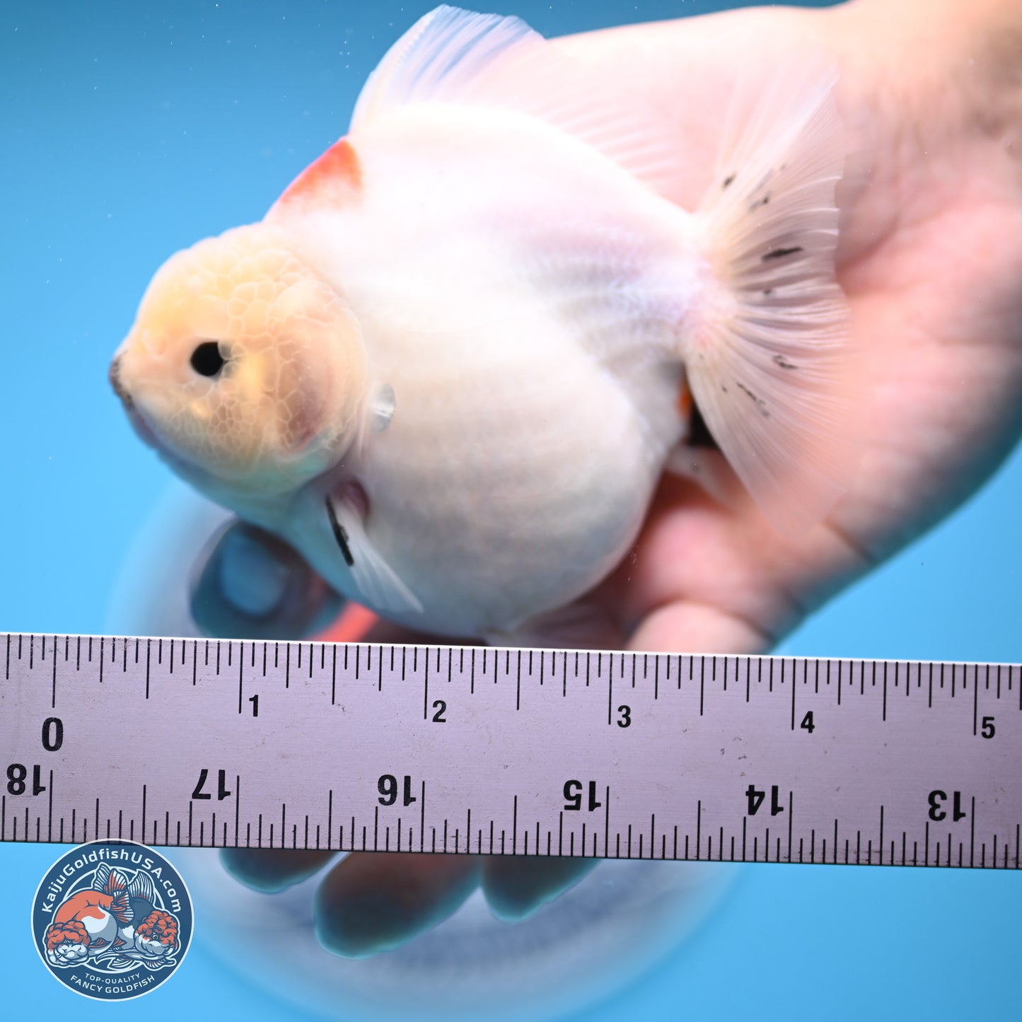 Tricolor Sakura YuanBao Oranda 4.5 inches (241018_OR21) - Kaiju Goldfish USA