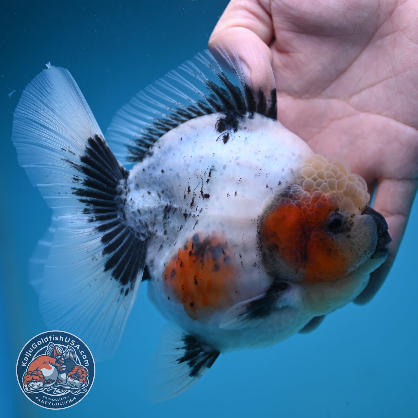 Jumbo Shogun Rose Tail Calico Oranda 5 inch Body (250822_OR21)