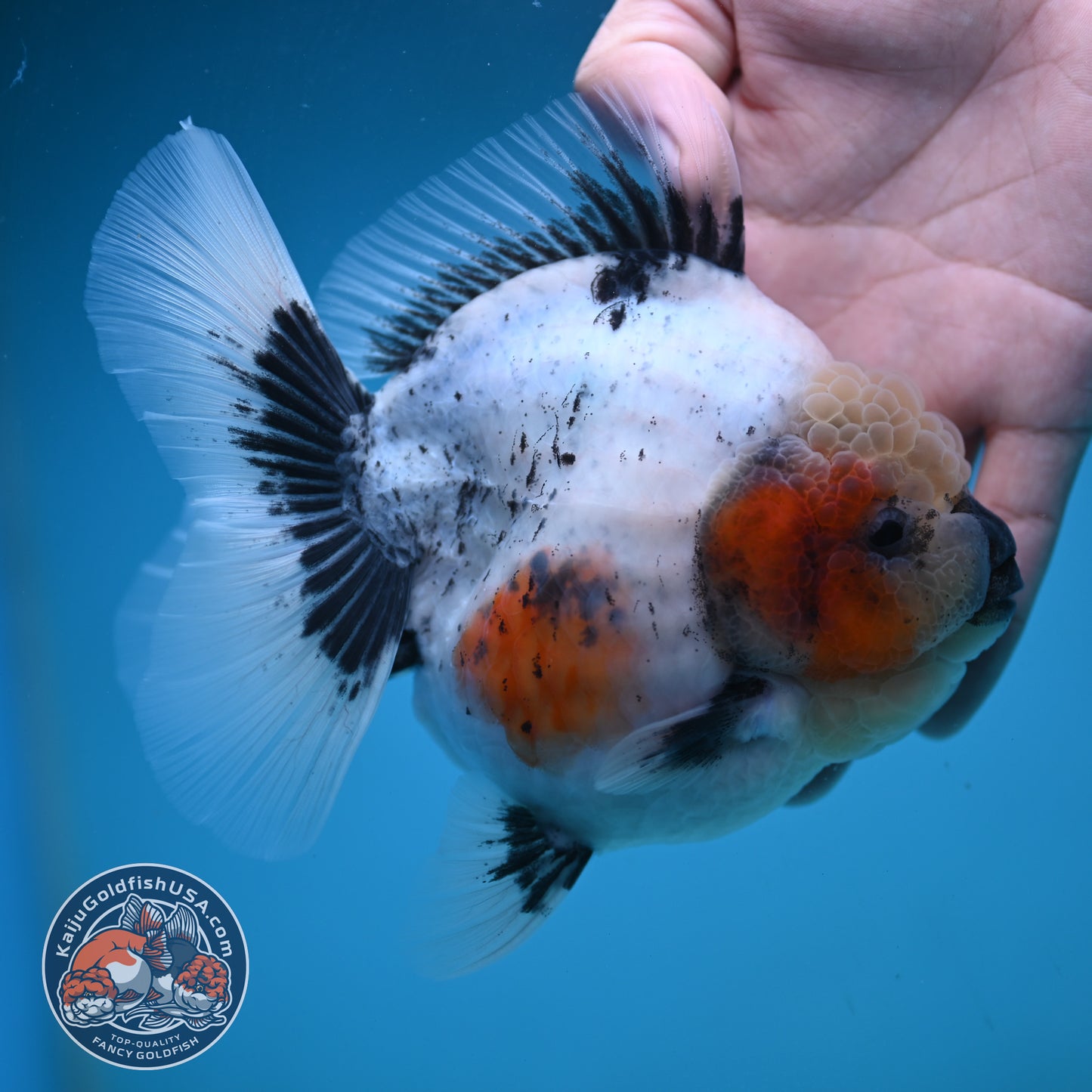 Jumbo Shogun Rose Tail Calico Oranda 5 inch Body (250822_OR21)