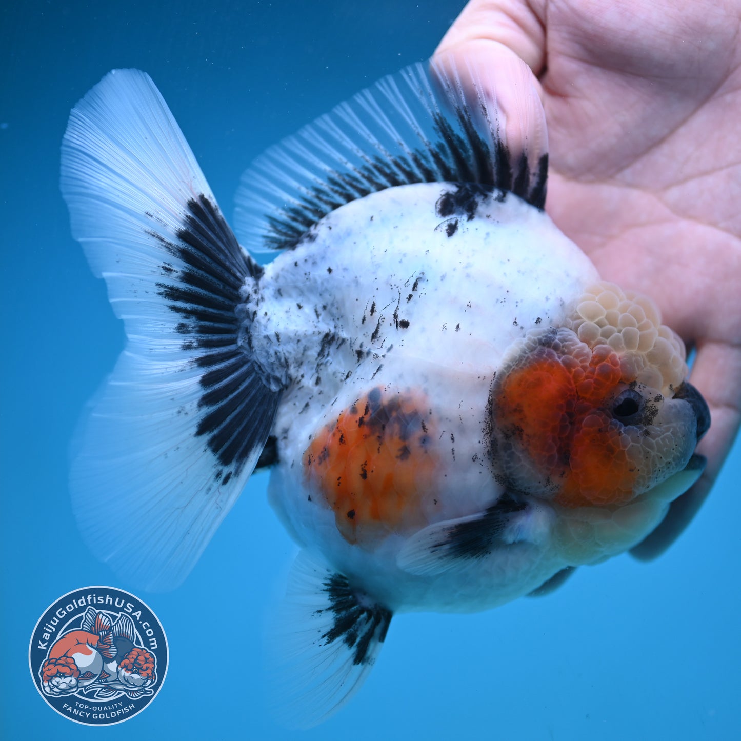 Jumbo Shogun Rose Tail Calico Oranda 5 inch Body (250822_OR21)