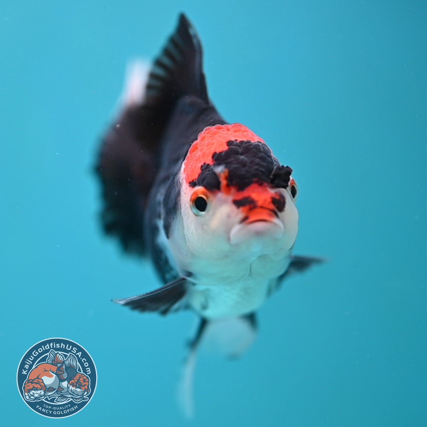 Tricolor Oranda 3.5 inch Body (250613_OR21)