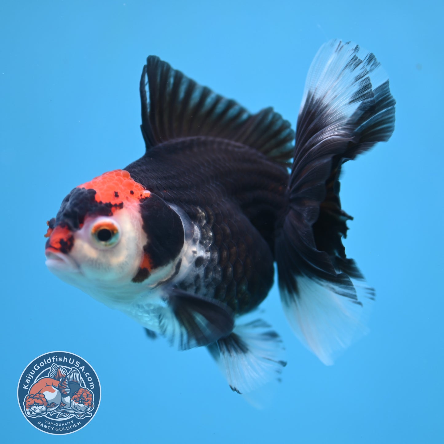 Tricolor Oranda 3.5 inch Body (250613_OR21)
