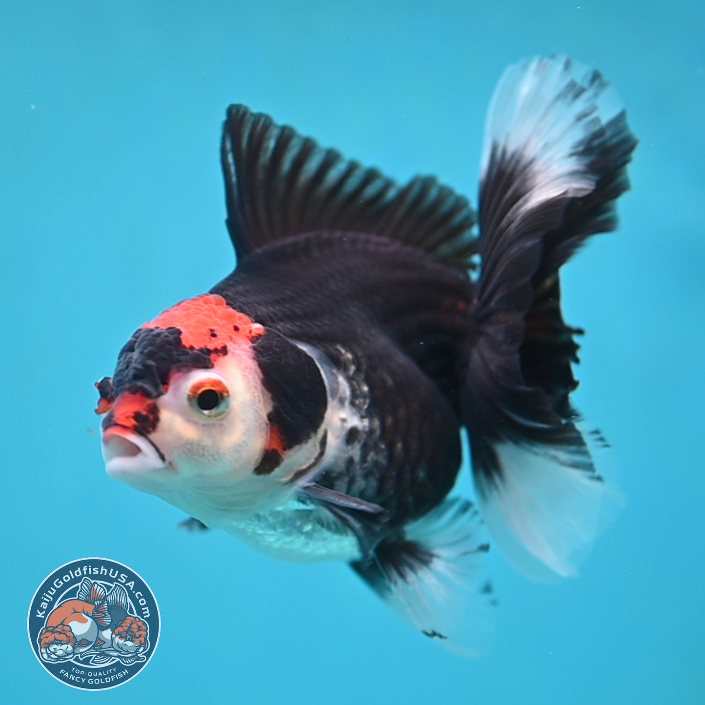 Tricolor Oranda 3.5 inch Body (250613_OR21)