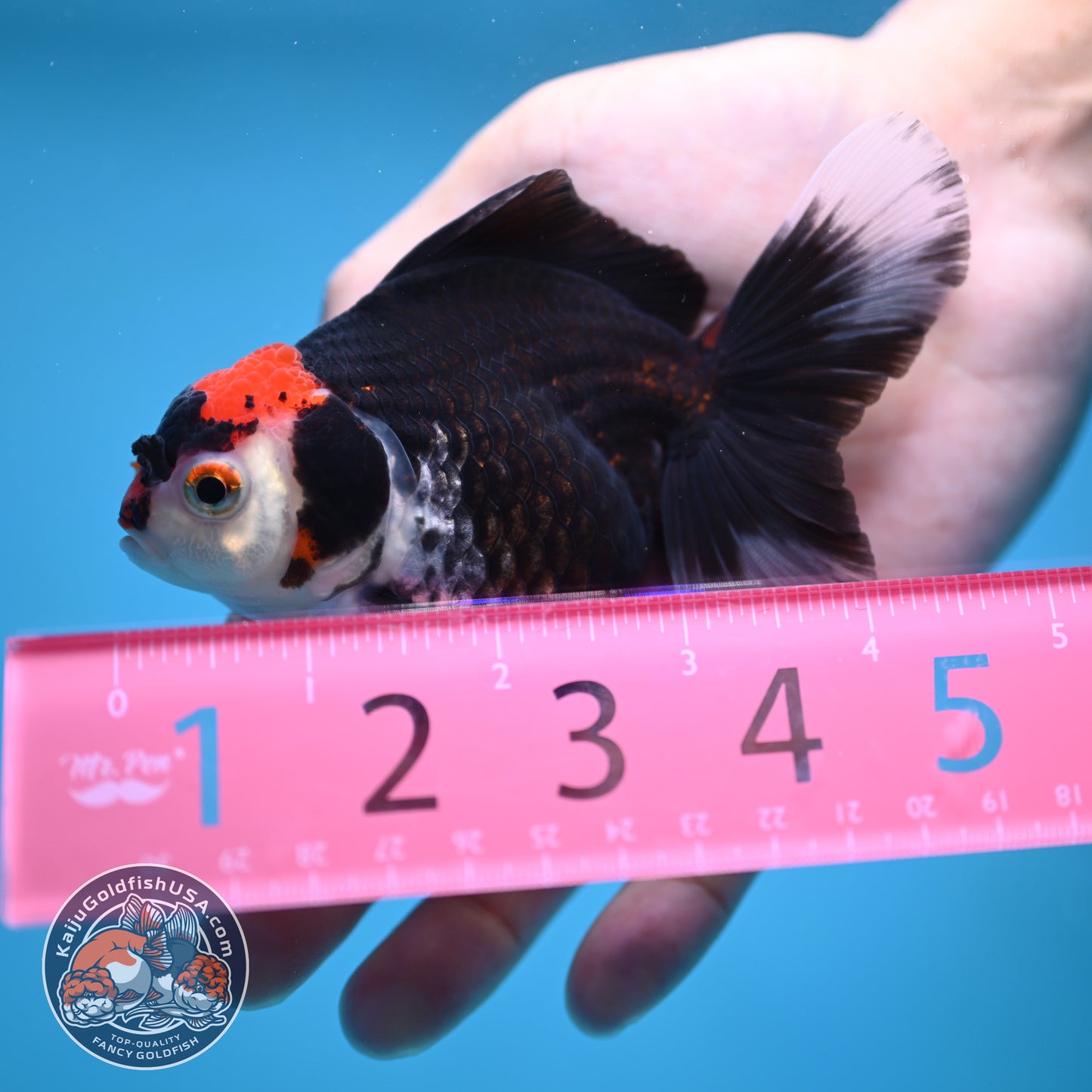 Tricolor Oranda 3.5 inch Body (250613_OR21)