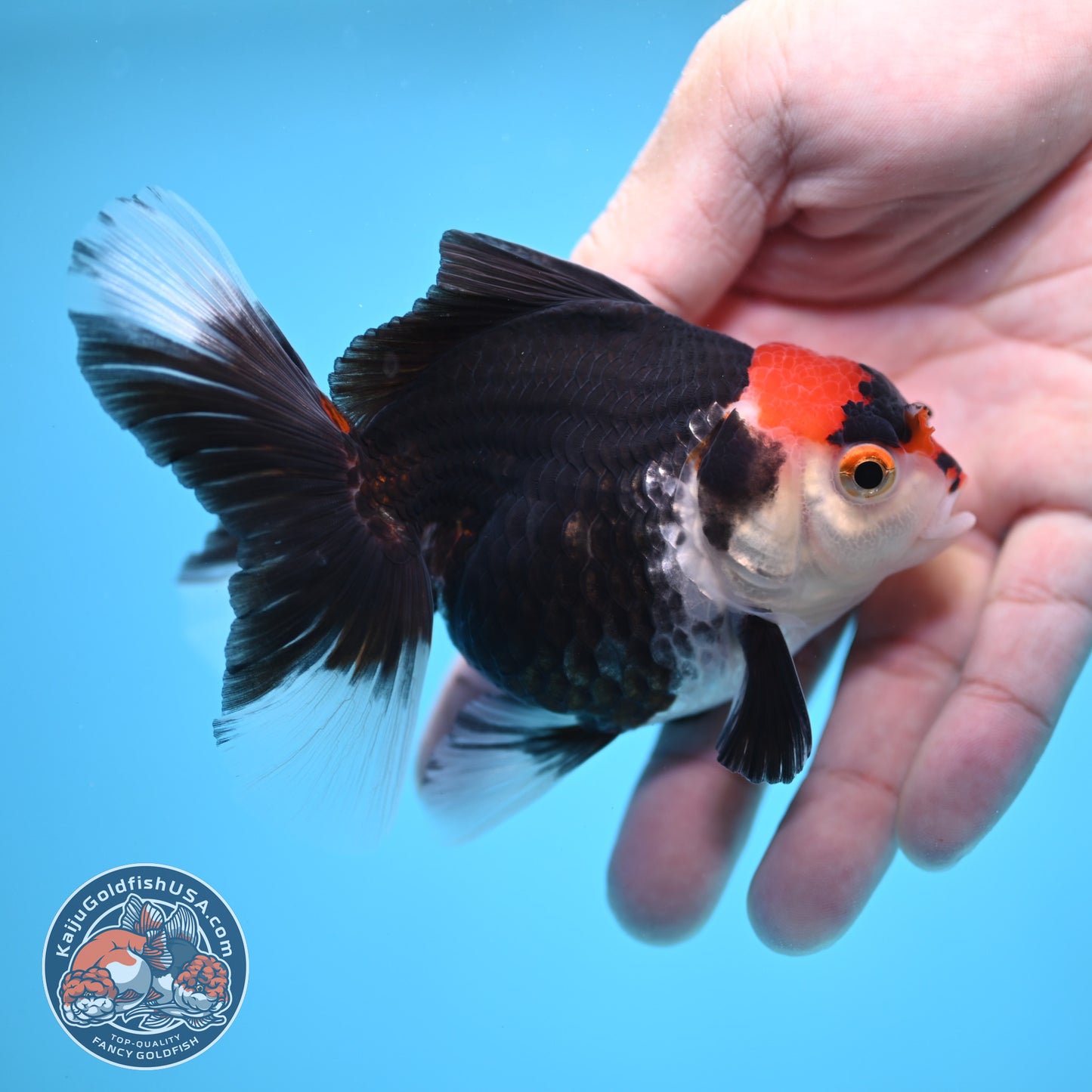 Tricolor Oranda 3.5 inch Body (250613_OR21)