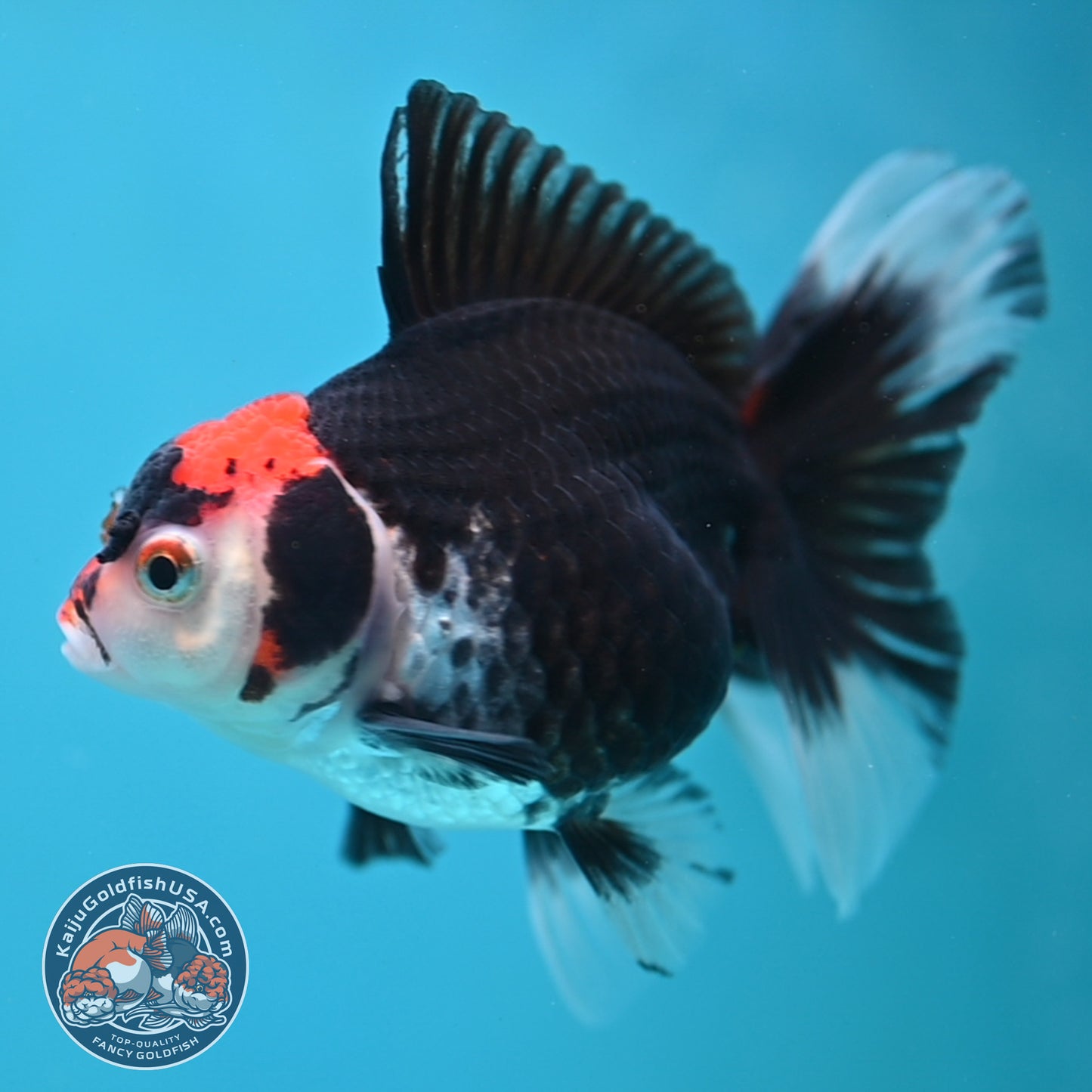 Tricolor Oranda 3.5 inch Body (250613_OR21)