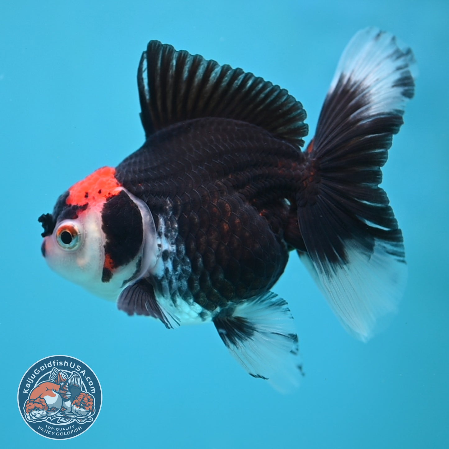 Tricolor Oranda 3.5 inch Body (250613_OR21)