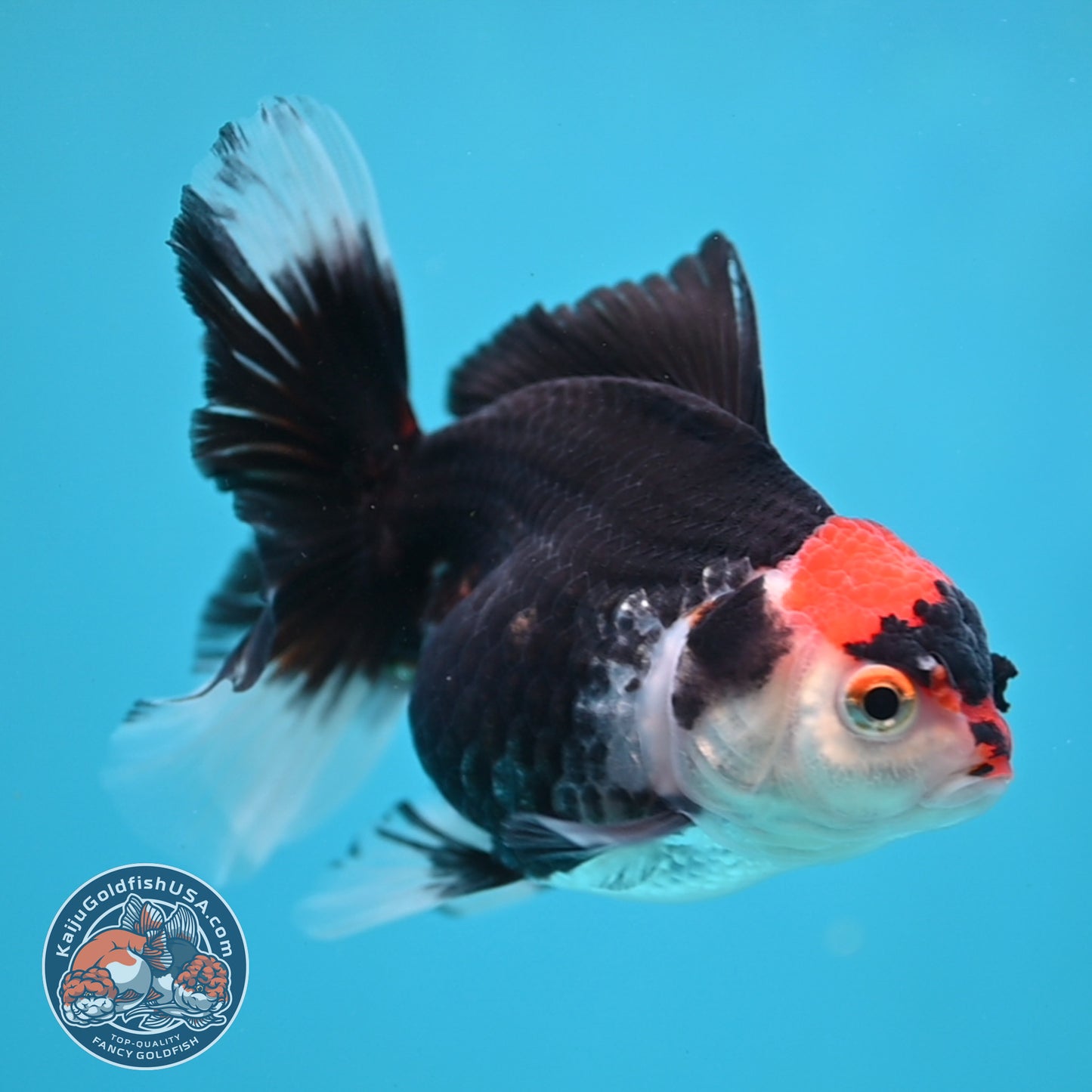 Tricolor Oranda 3.5 inch Body (250613_OR21)