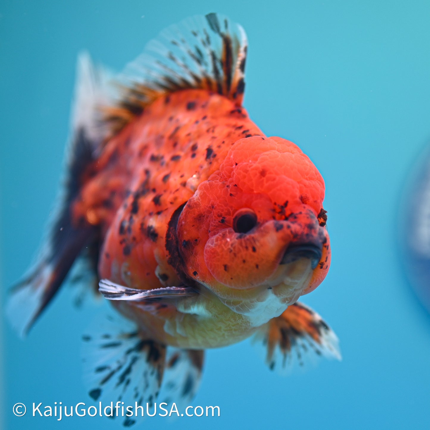 Shogun Godzilla Tiger Oranda 3.5in Body (240614_OR21) - Kaiju Goldfish USA