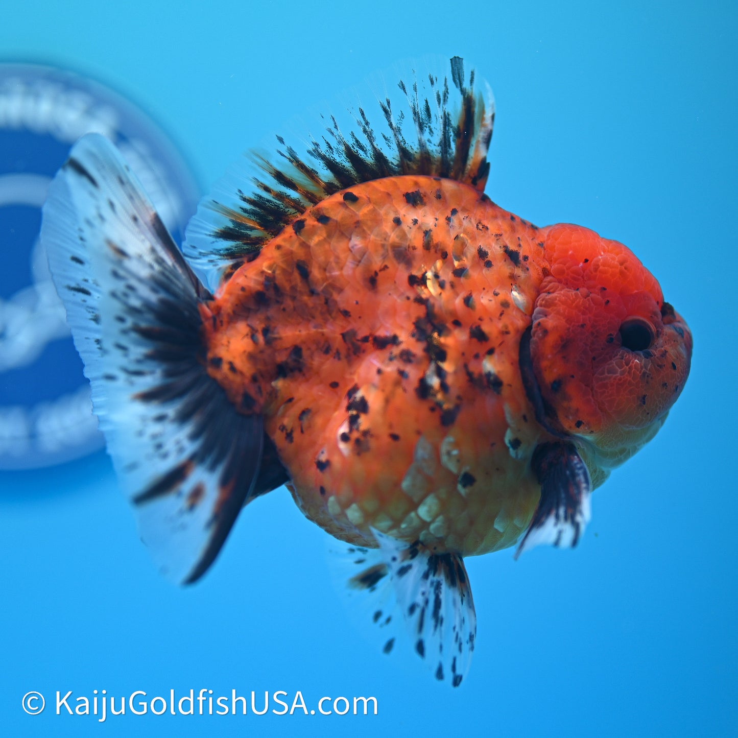Shogun Godzilla Tiger Oranda 3.5in Body (240614_OR21) - Kaiju Goldfish USA