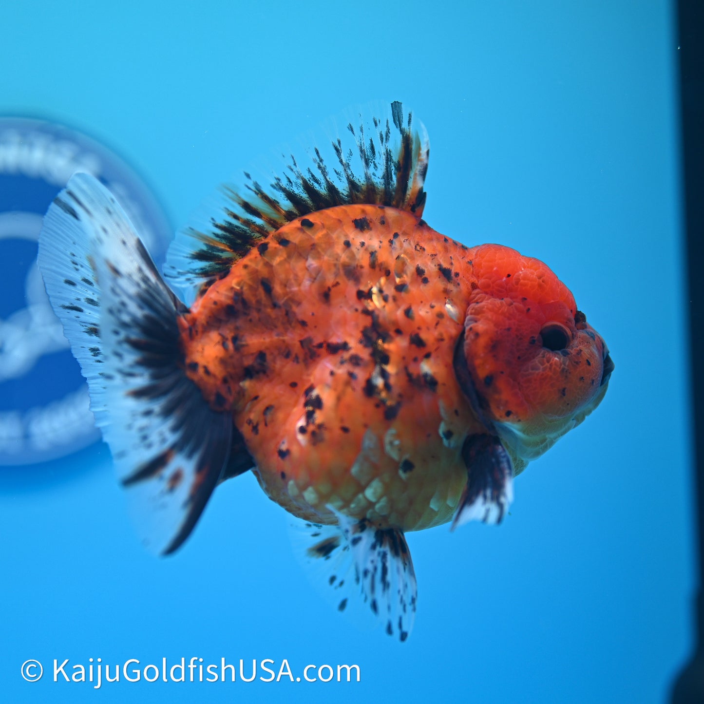 Shogun Godzilla Tiger Oranda 3.5in Body (240614_OR21) - Kaiju Goldfish USA