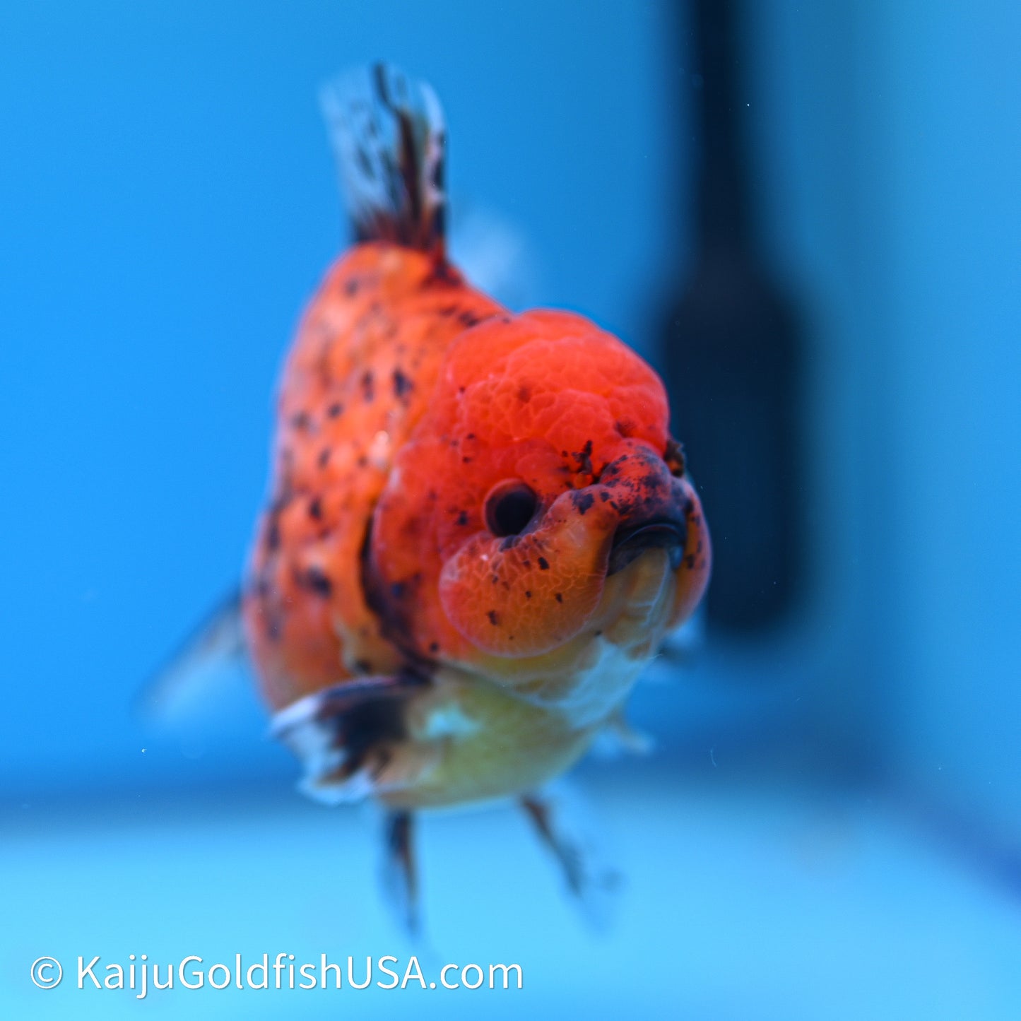 Shogun Godzilla Tiger Oranda 3.5in Body (240614_OR21) - Kaiju Goldfish USA