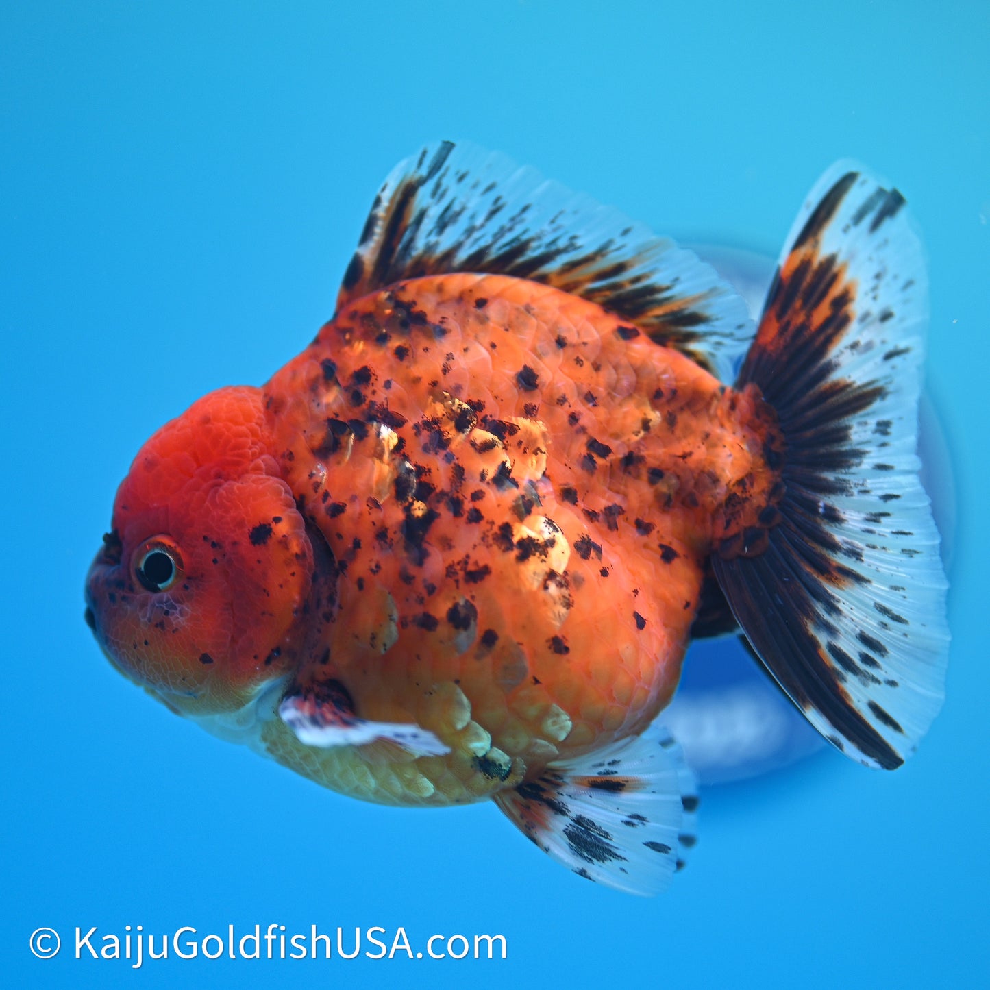 Shogun Godzilla Tiger Oranda 3.5in Body (240614_OR21) - Kaiju Goldfish USA