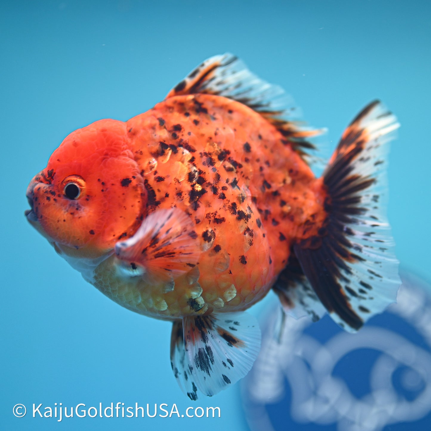 Shogun Godzilla Tiger Oranda 3.5in Body (240614_OR21) - Kaiju Goldfish USA