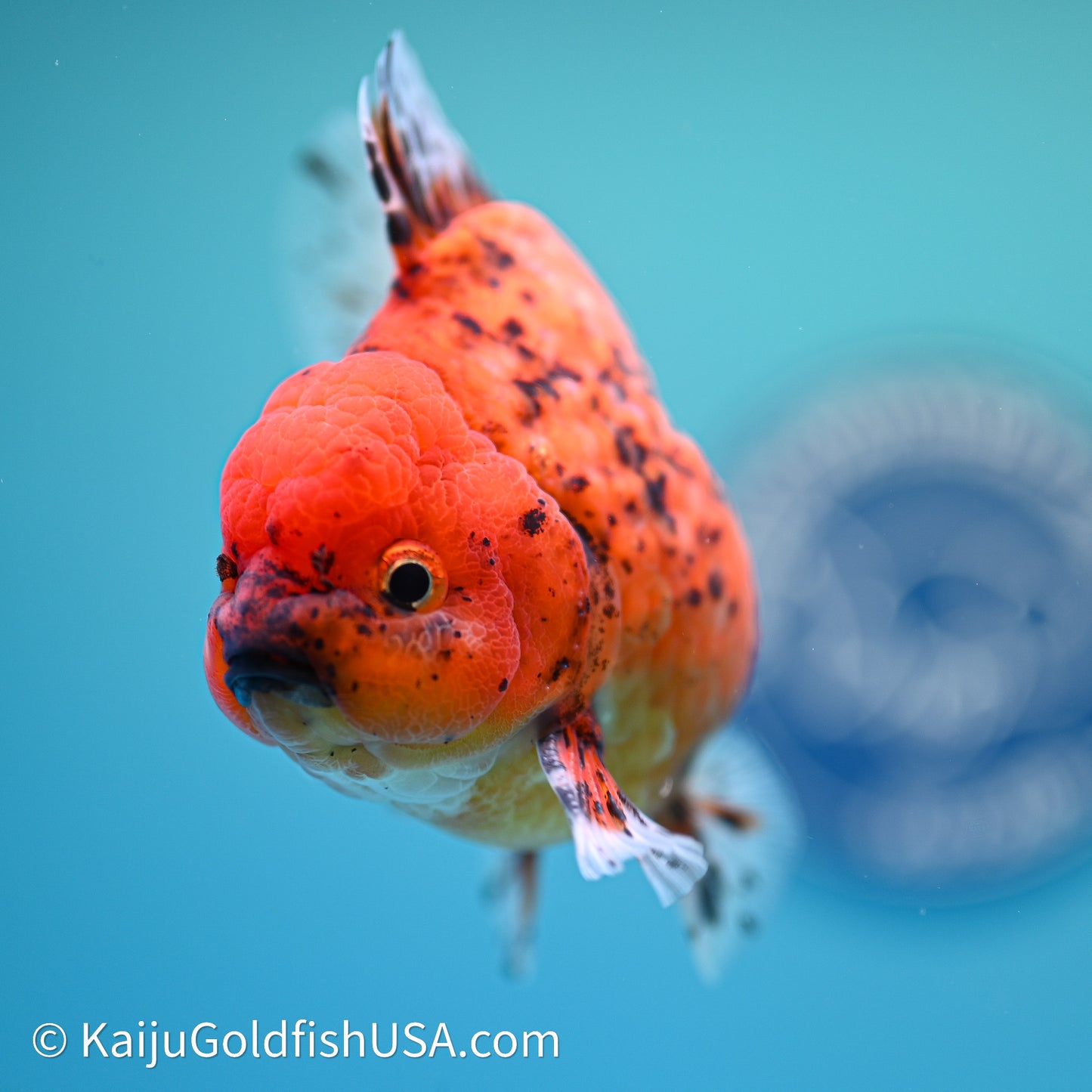 Shogun Godzilla Tiger Oranda 3.5in Body (240614_OR21) - Kaiju Goldfish USA