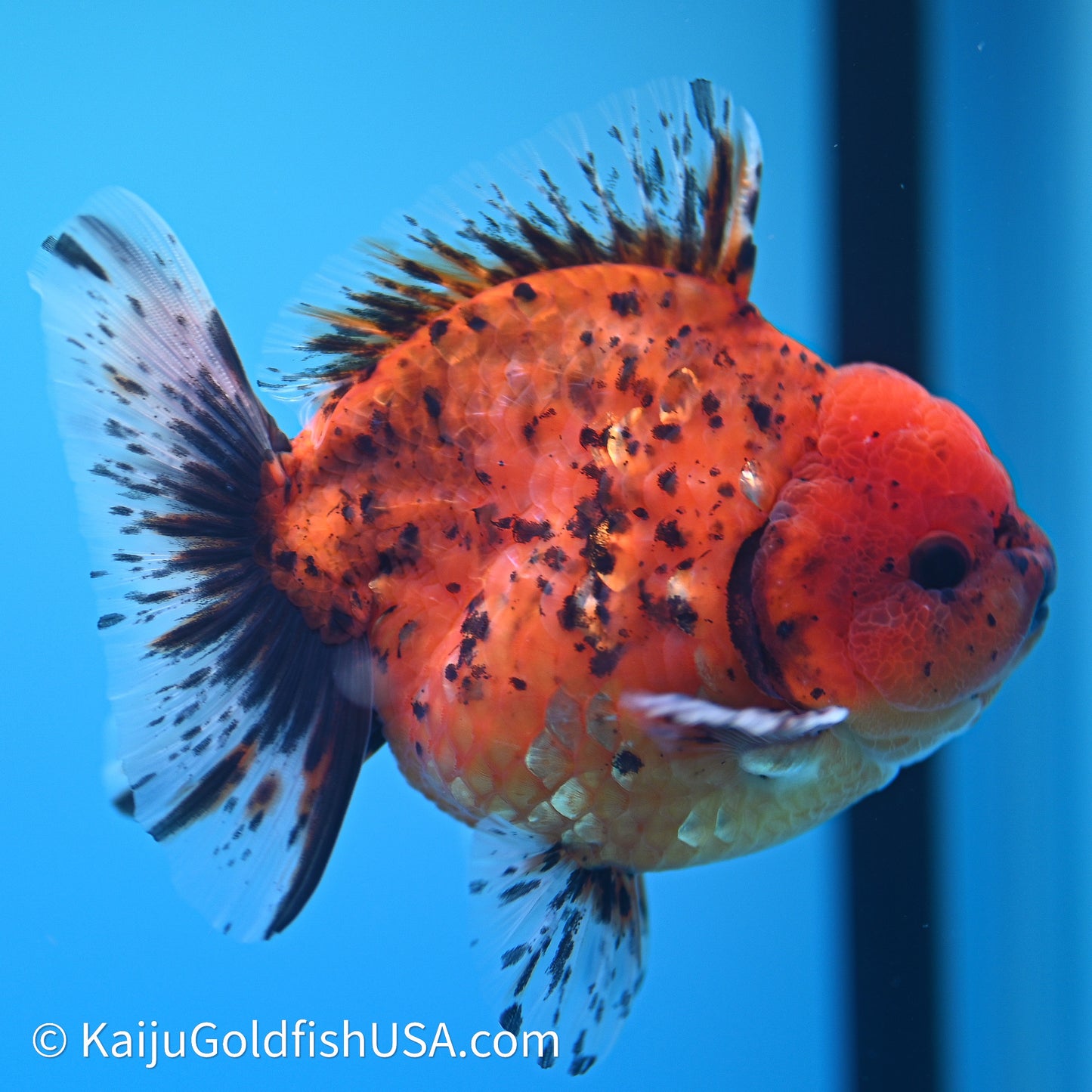 Shogun Godzilla Tiger Oranda 3.5in Body (240614_OR21) - Kaiju Goldfish USA