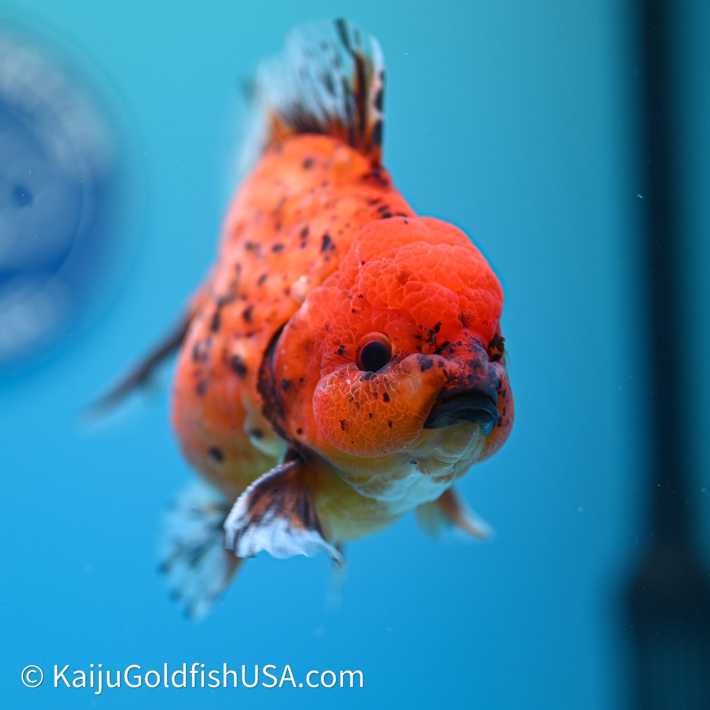 Shogun Godzilla Tiger Oranda 3.5in Body (240614_OR21) - Kaiju Goldfish USA