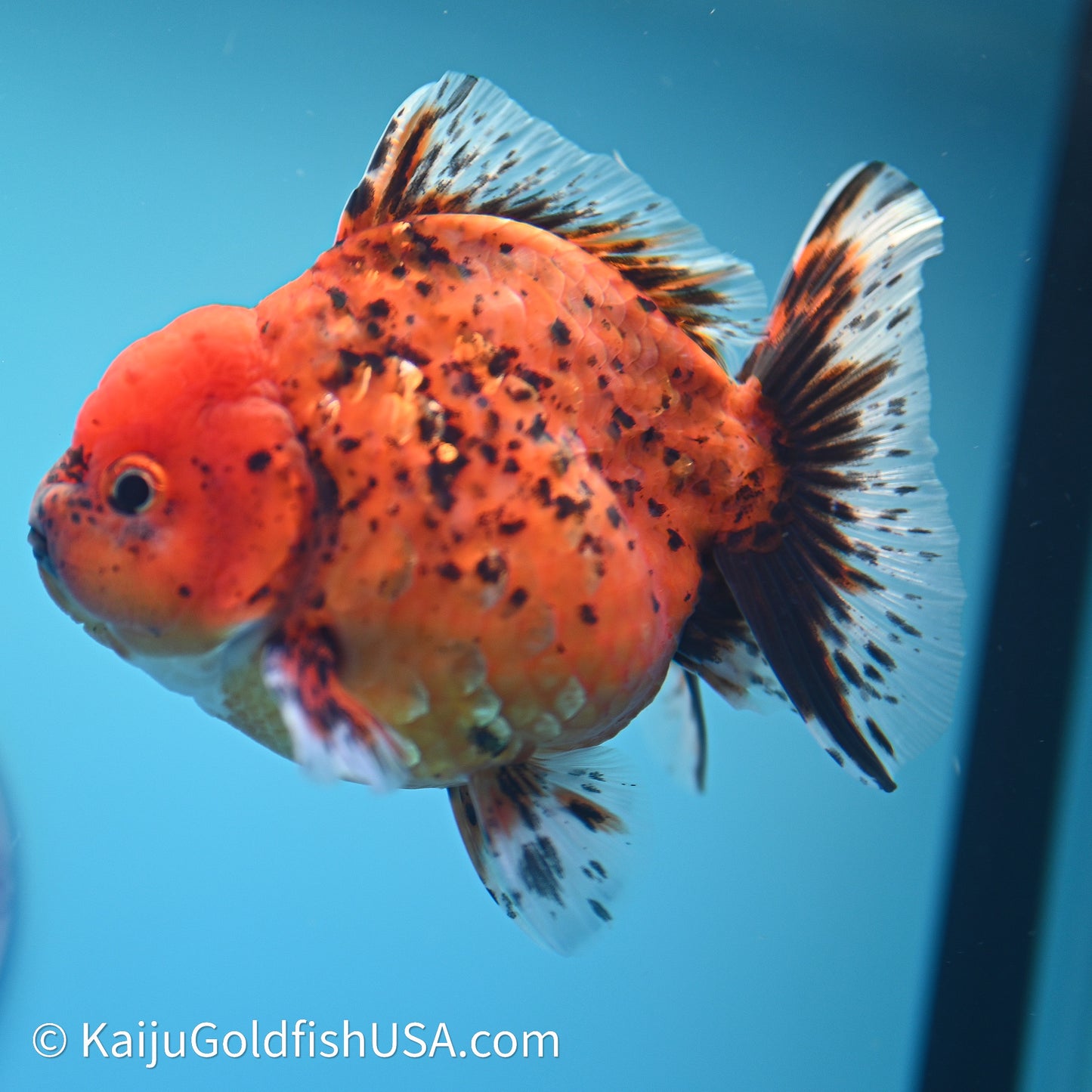 Shogun Godzilla Tiger Oranda 3.5in Body (240614_OR21) - Kaiju Goldfish USA