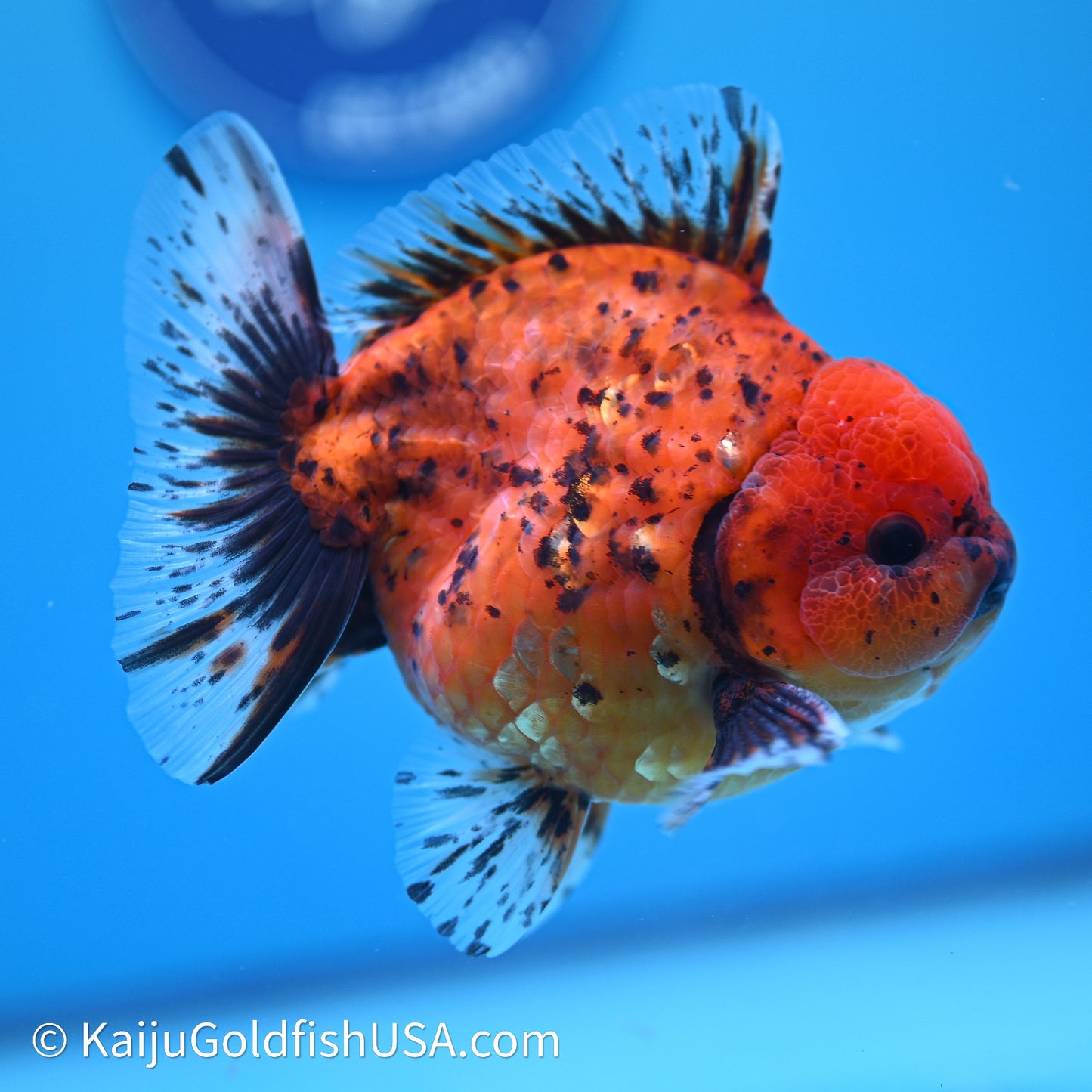 Shogun Godzilla Tiger Oranda 3.5in Body (240614_OR21) - Kaiju Goldfish USA