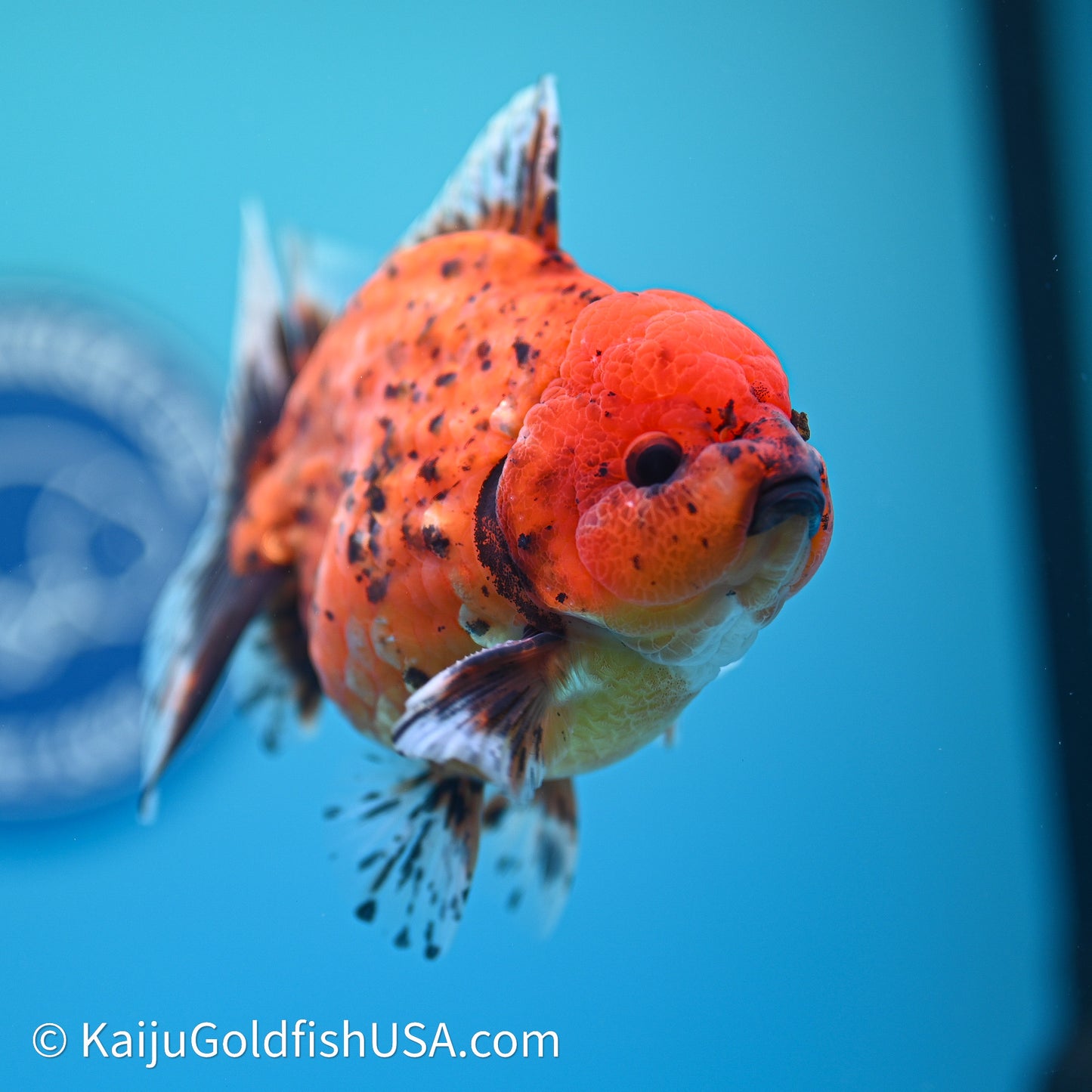Shogun Godzilla Tiger Oranda 3.5in Body (240614_OR21) - Kaiju Goldfish USA