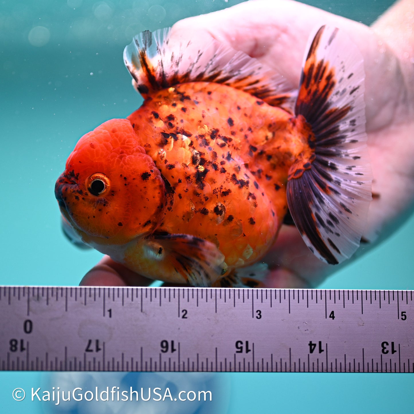Shogun Godzilla Tiger Oranda 3.5in Body (240614_OR21) - Kaiju Goldfish USA