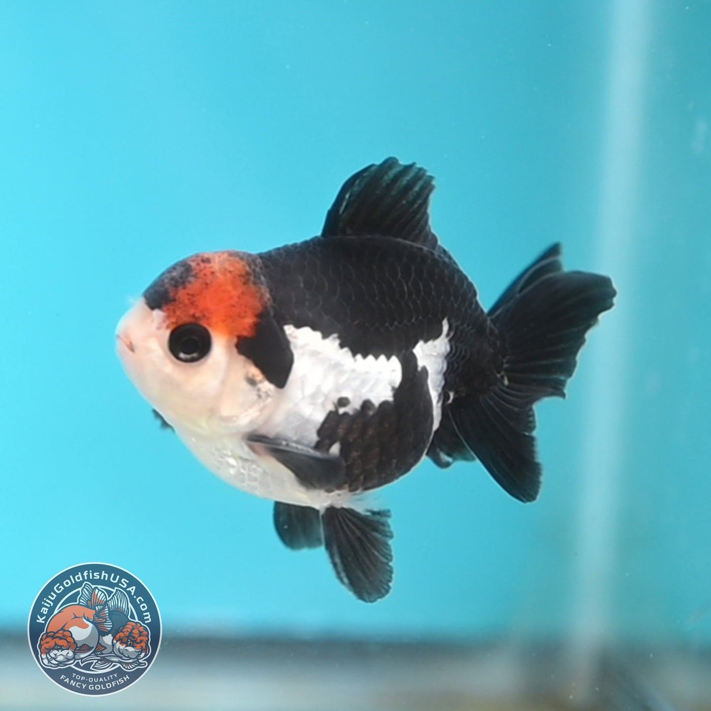 Tricolor Oranda 3 inches Body (250509_OR21)