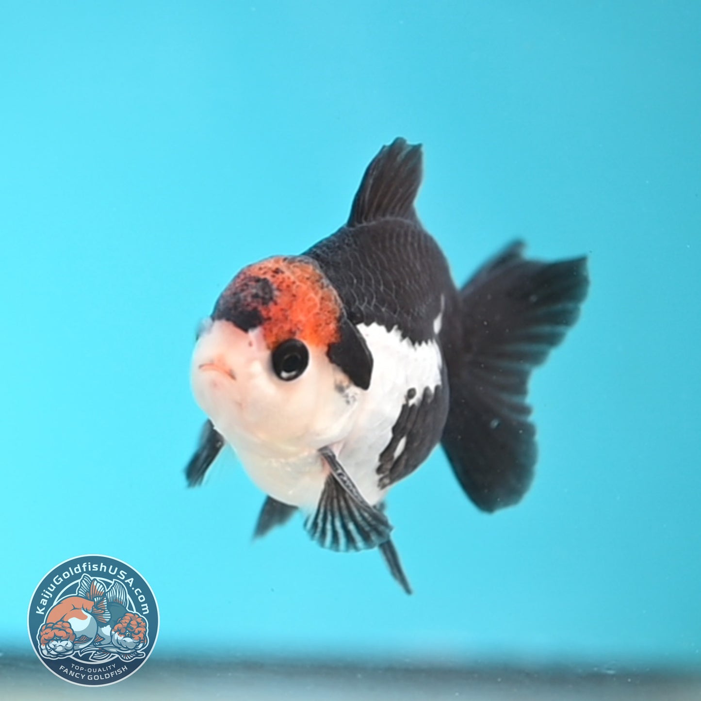 Tricolor Oranda 3 inches Body (250509_OR21)