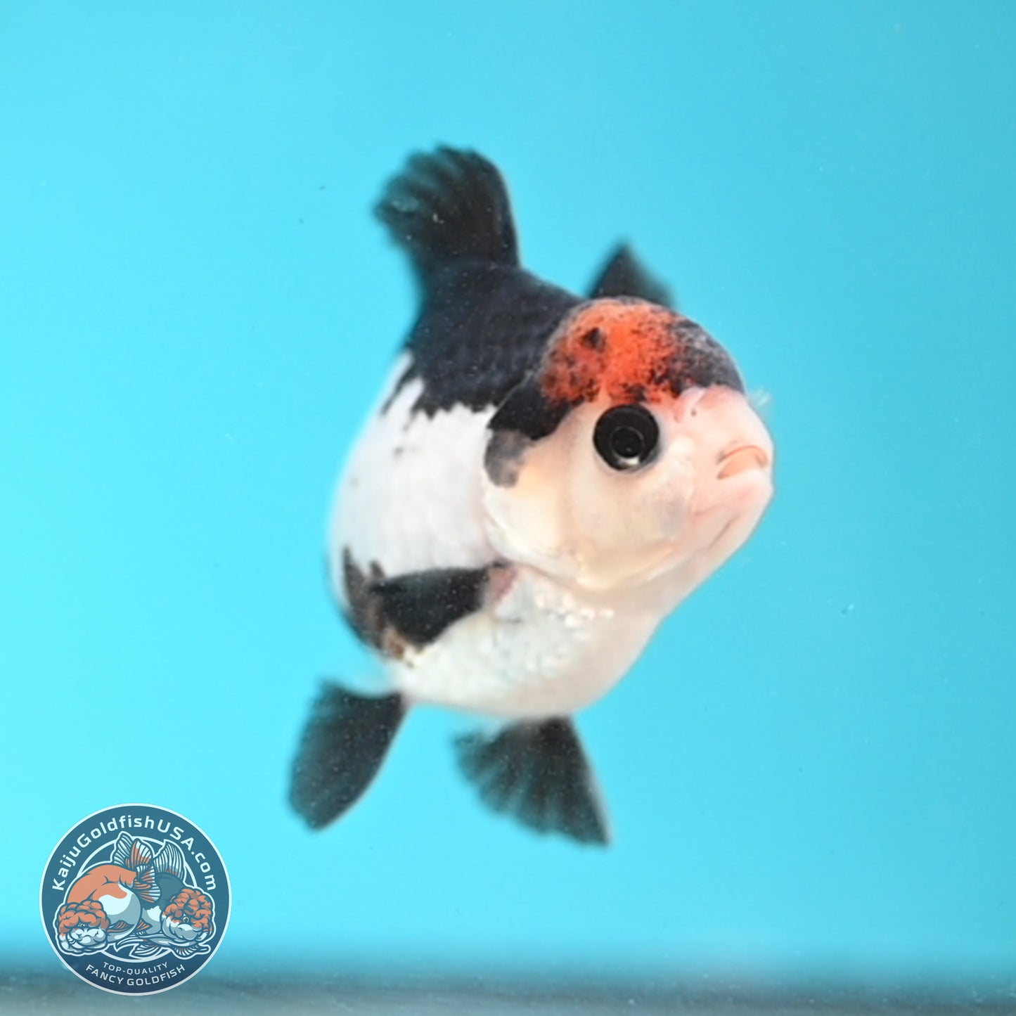 Tricolor Oranda 3 inches Body (250509_OR21)