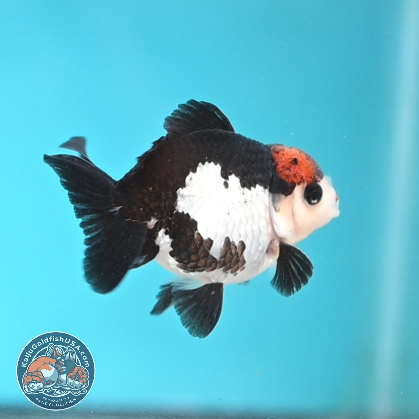 Tricolor Oranda 3 inches Body (250509_OR21)