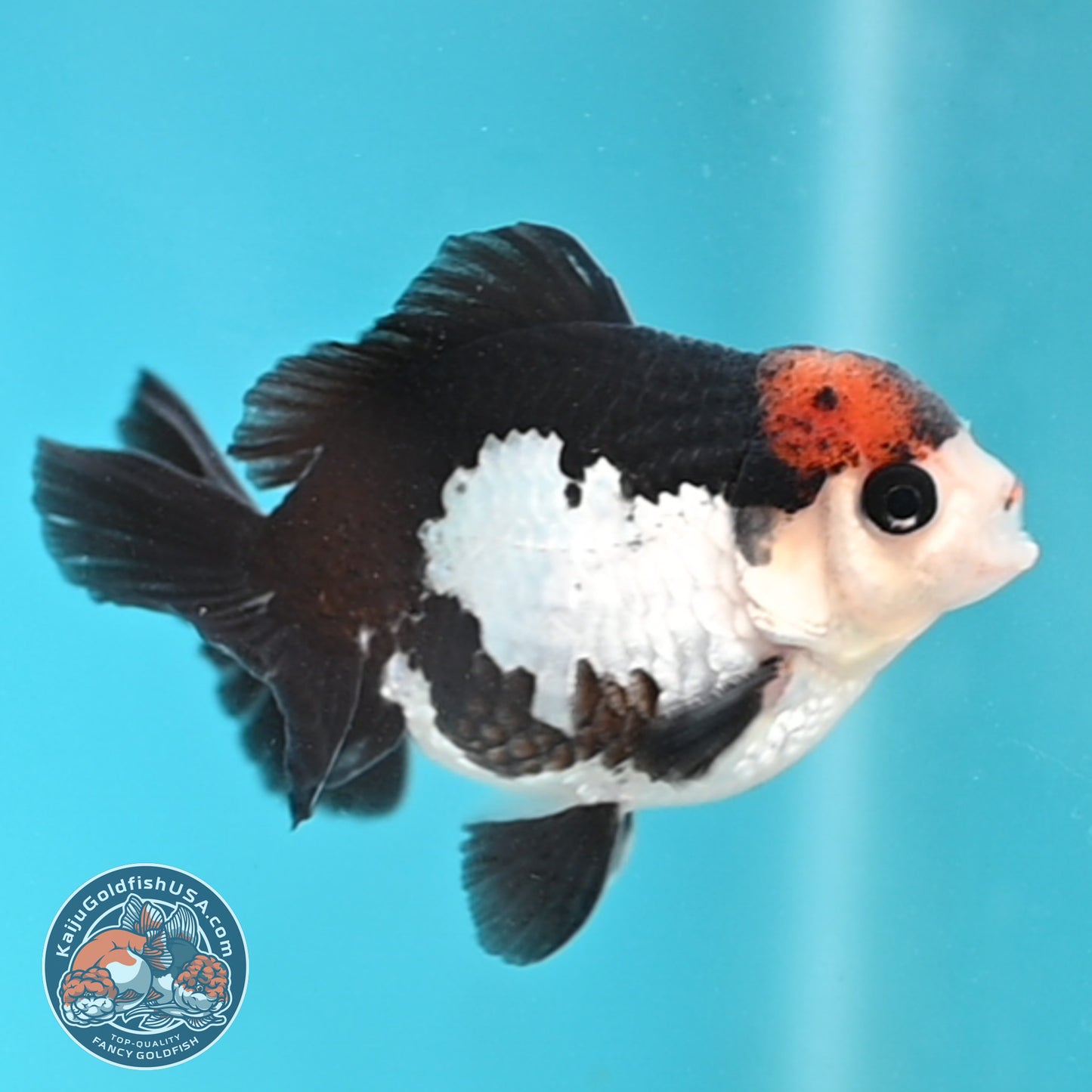 Tricolor Oranda 3 inches Body (250509_OR21)