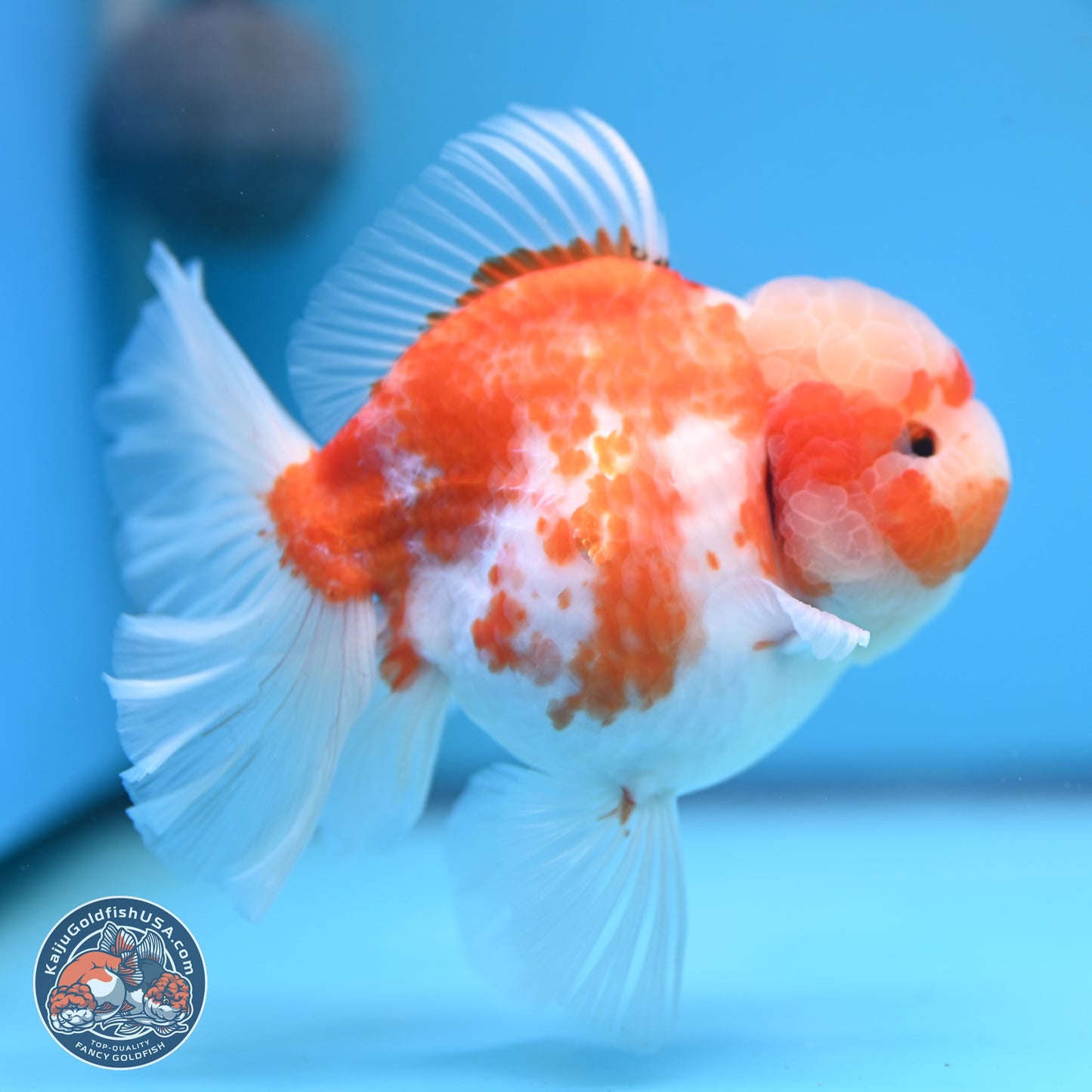 Sakura Rose Tail Oranda 5.5 inches (241018_OR22) - Kaiju Goldfish USA