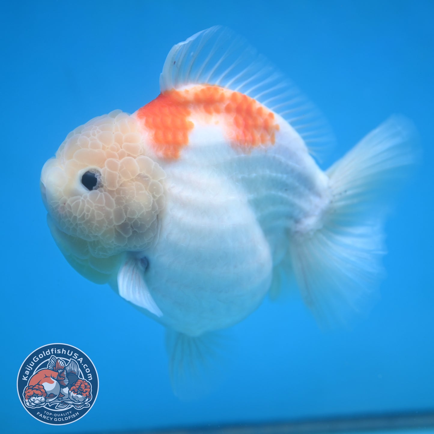 Jumbo Shogun Jade Head Sakura Oranda 5 inch Body (250822_OR22)