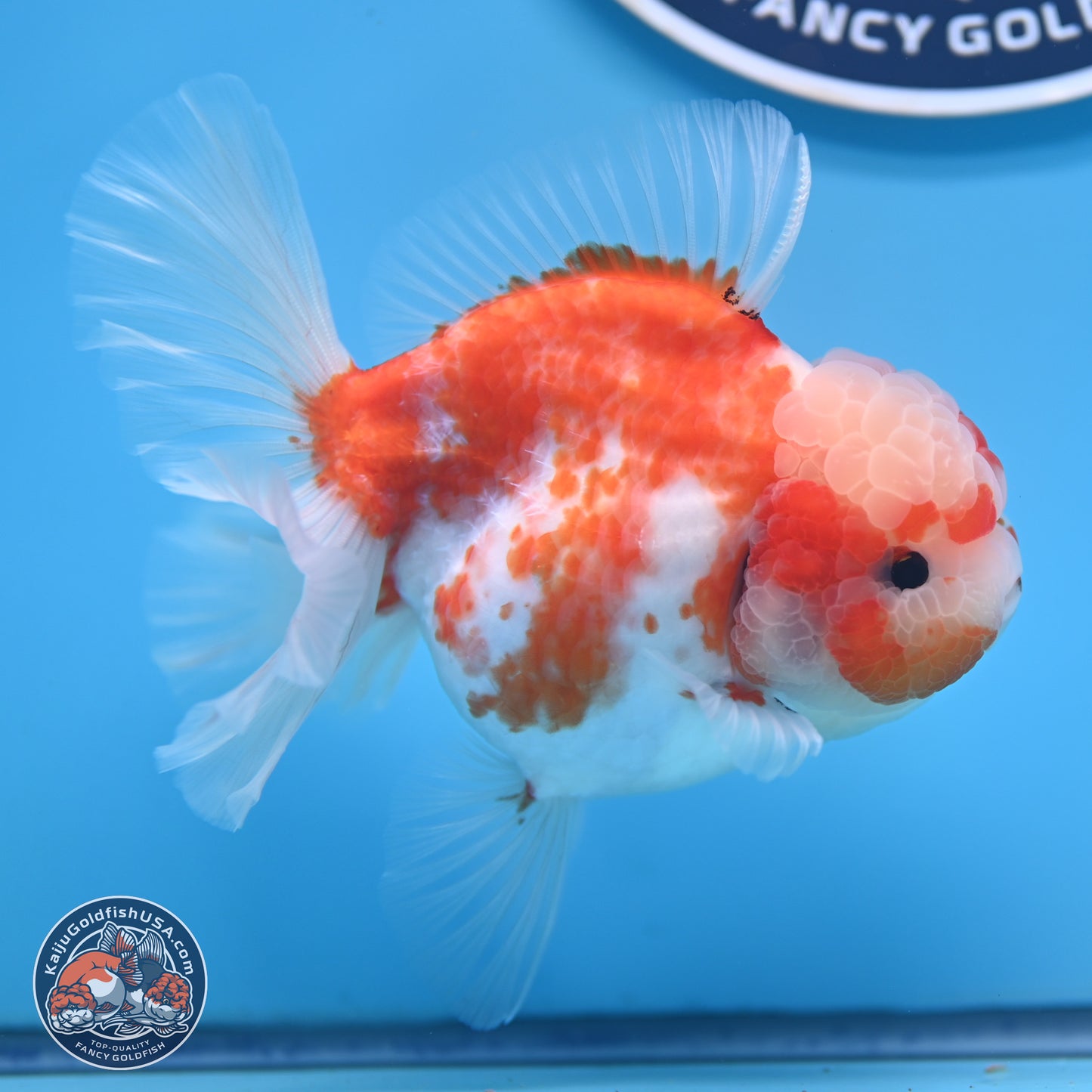 Sakura Rose Tail Oranda 5.5 inches (241018_OR22) - Kaiju Goldfish USA