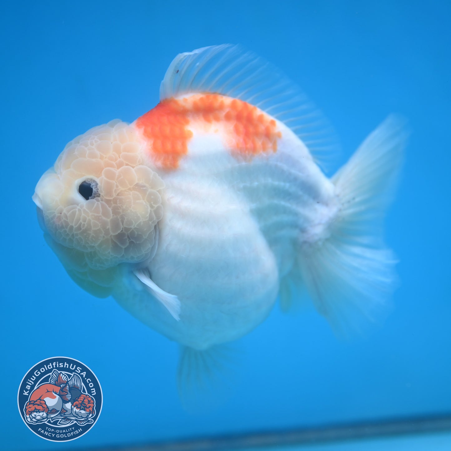 Jumbo Shogun Jade Head Sakura Oranda 5 inch Body (250822_OR22)