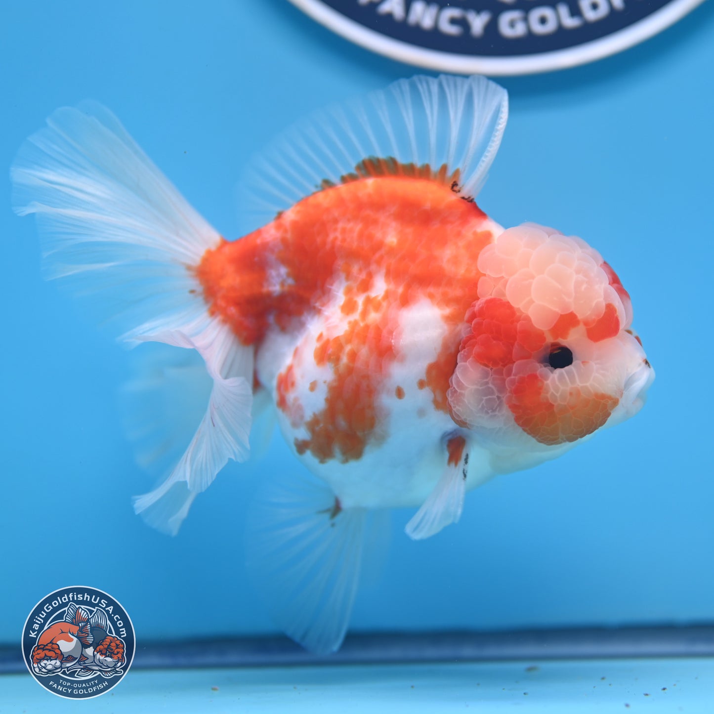 Sakura Rose Tail Oranda 5.5 inches (241018_OR22) - Kaiju Goldfish USA