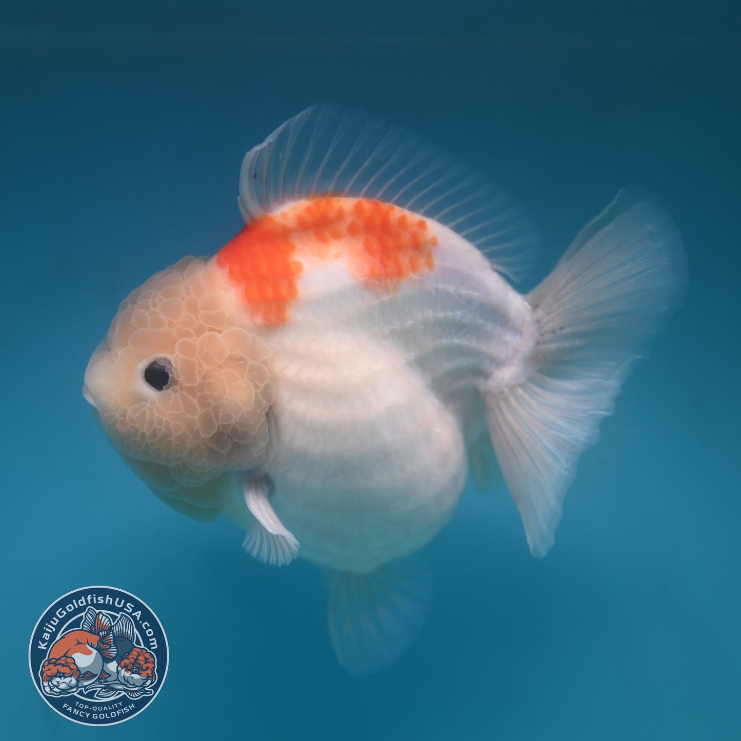 Jumbo Shogun Jade Head Sakura Oranda 5 inch Body (250822_OR22)