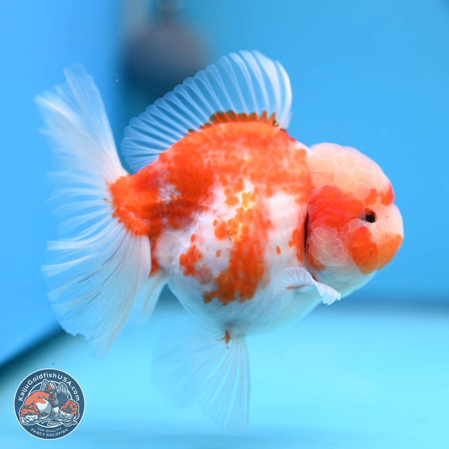 Sakura Rose Tail Oranda 5.5 inches (241018_OR22) - Kaiju Goldfish USA
