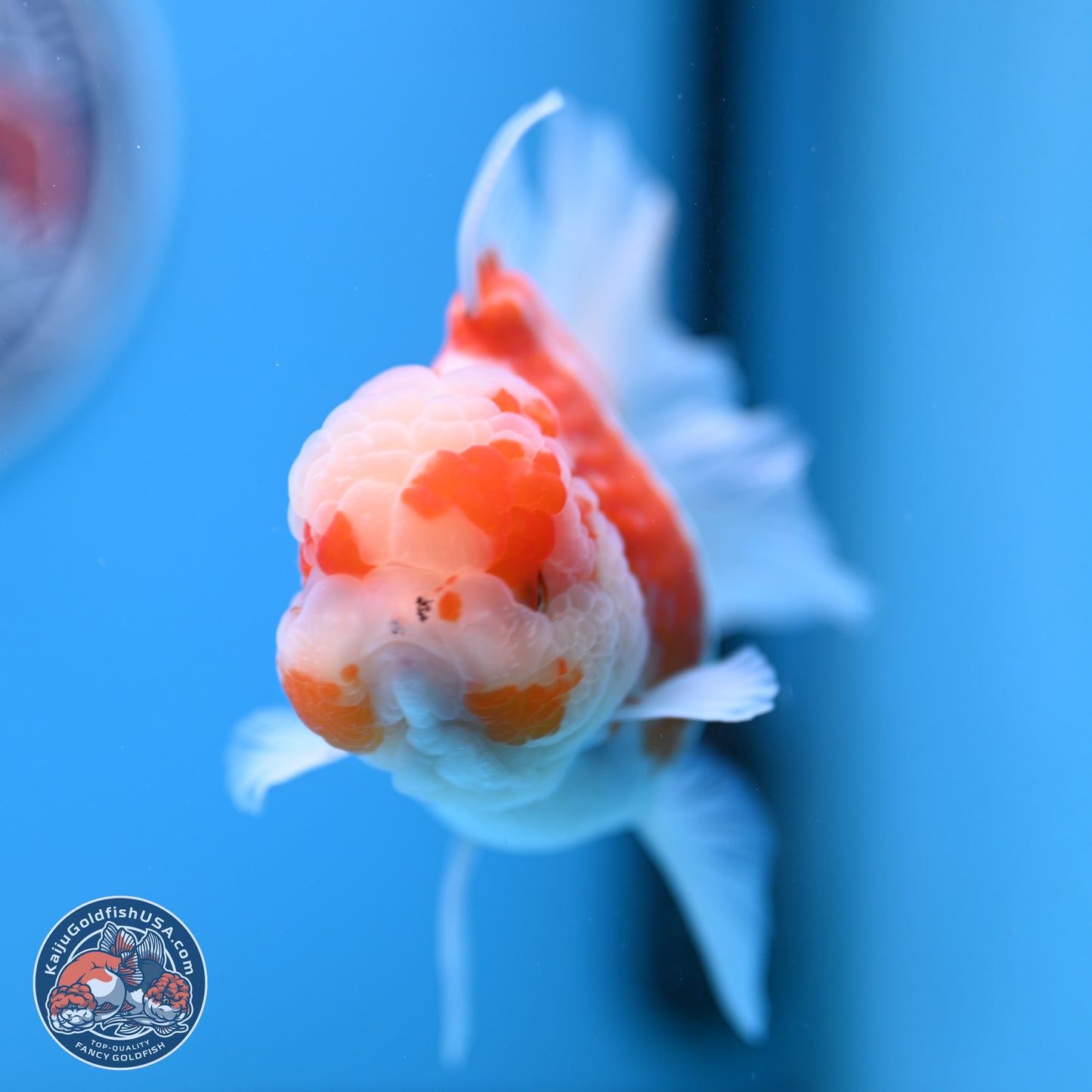 Sakura Rose Tail Oranda 5.5 inches (241018_OR22) - Kaiju Goldfish USA