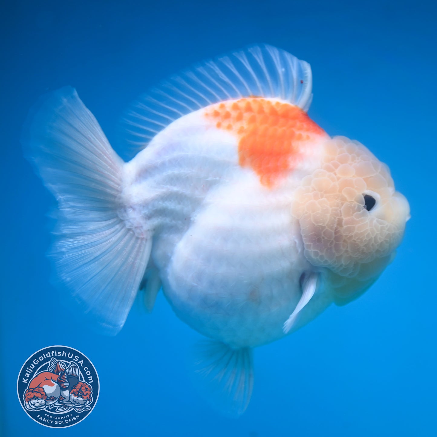 Jumbo Shogun Jade Head Sakura Oranda 5 inch Body (250822_OR22)