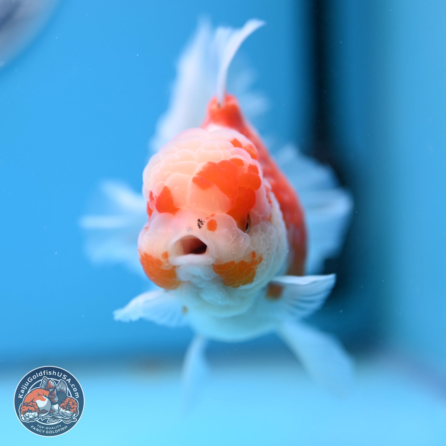 Sakura Rose Tail Oranda 5.5 inches (241018_OR22) - Kaiju Goldfish USA