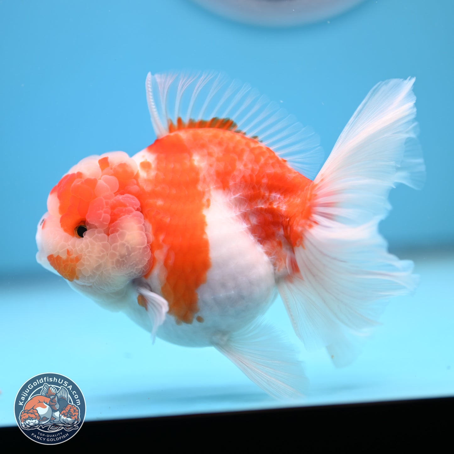 Sakura Rose Tail Oranda 5.5 inches (241018_OR22) - Kaiju Goldfish USA