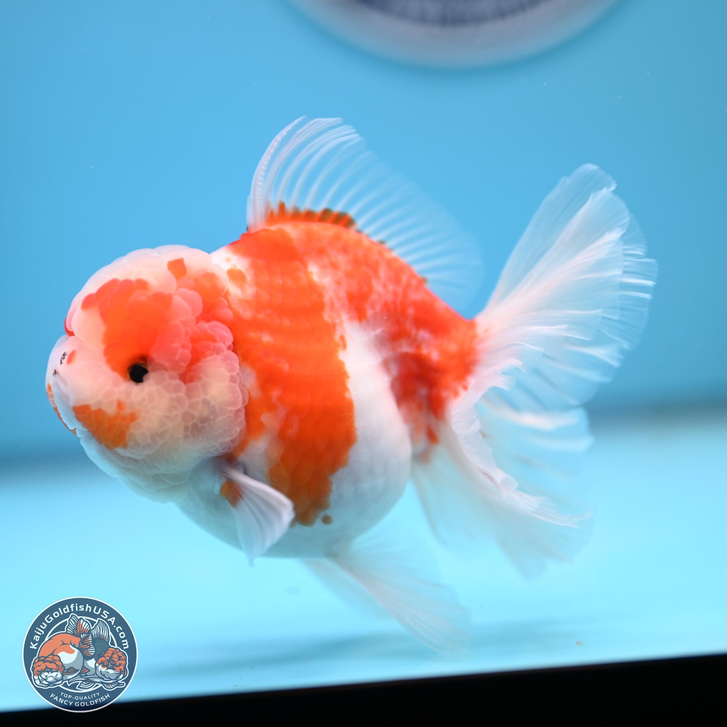 Sakura Rose Tail Oranda 5.5 inches (241018_OR22) - Kaiju Goldfish USA