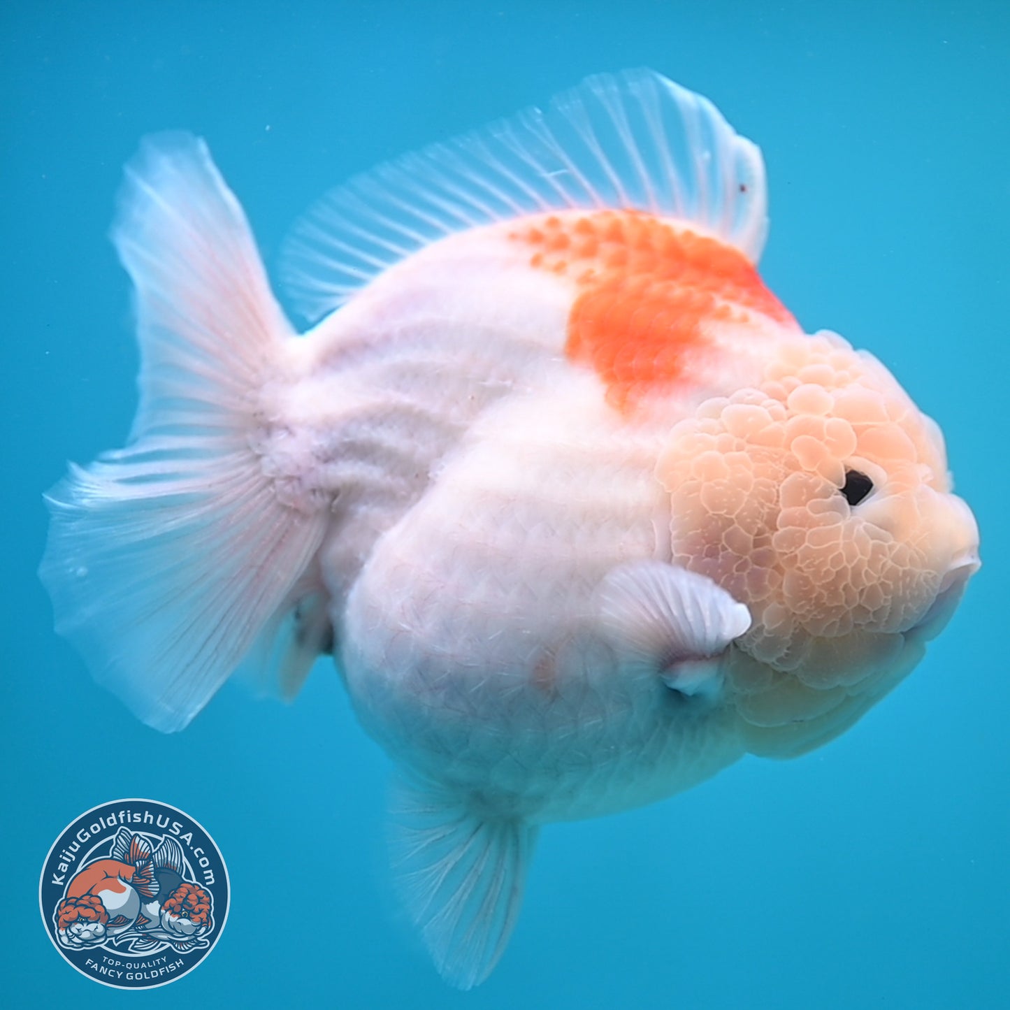 Jumbo Shogun Jade Head Sakura Oranda 5 inch Body (250822_OR22)