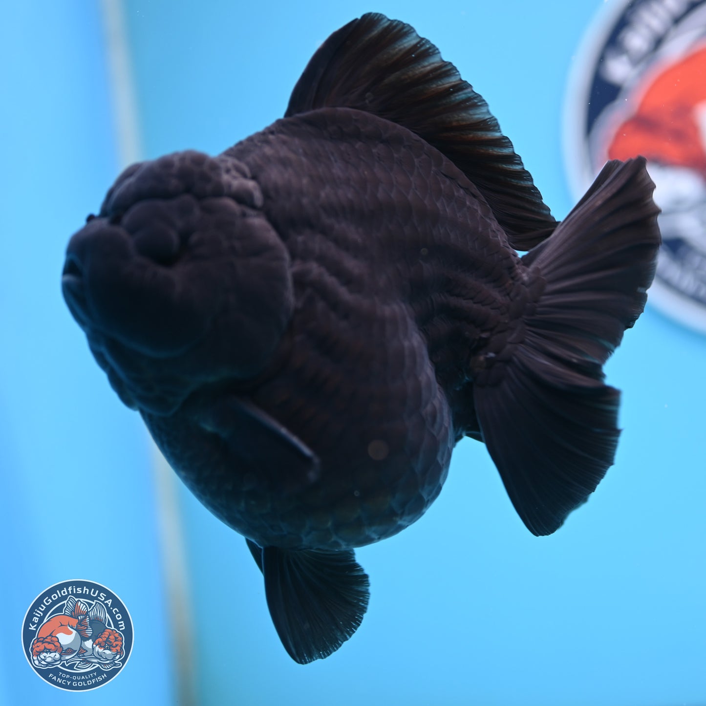 Jumbo Shogun Godzilla Jet Black Oranda 5 inches Body - Female (250207_OR22)