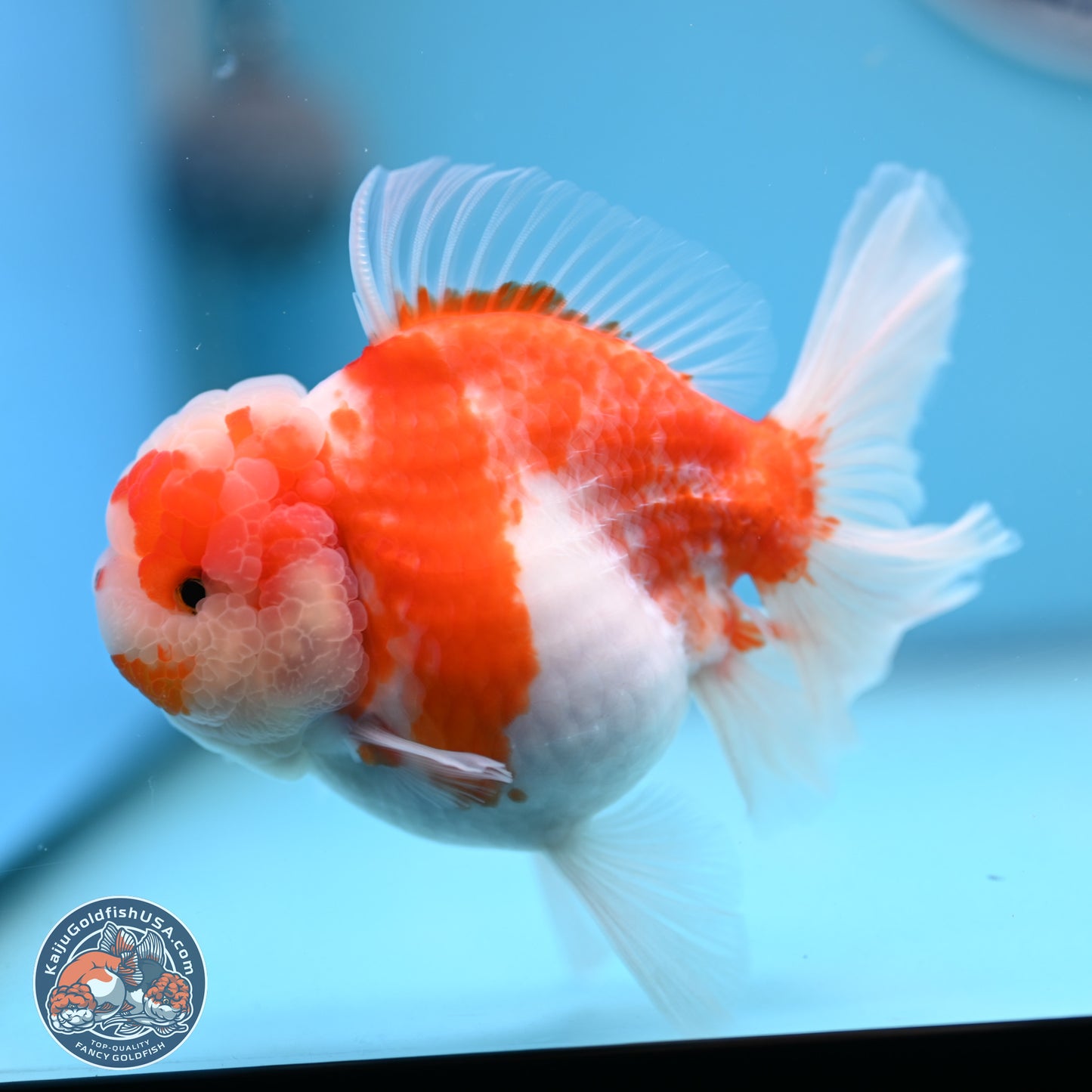 Sakura Rose Tail Oranda 5.5 inches (241018_OR22) - Kaiju Goldfish USA
